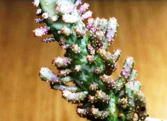 Opuntia_monacantha_variegata